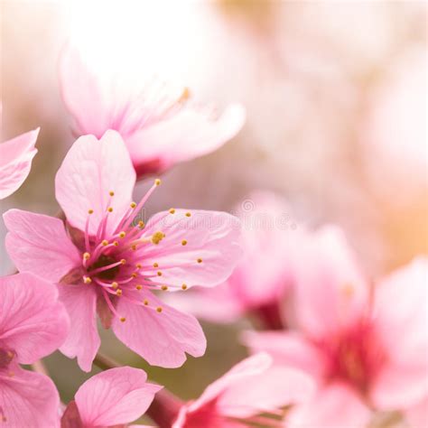 Pink Cherry Blossom Sakura Stock Image Image Of Nature 37225247