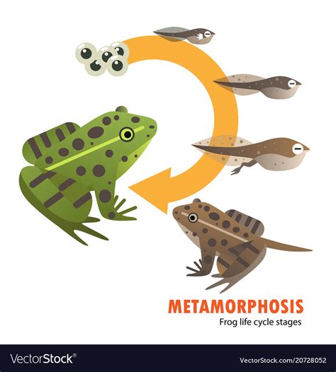 Frog Life Cycle Metamorphosis Royalty Free Vector Image