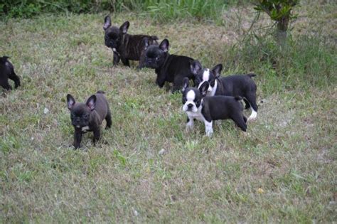 Favorite this post apr 27 Frenchton Puppies for Sale in Sebring, Florida Classified ...