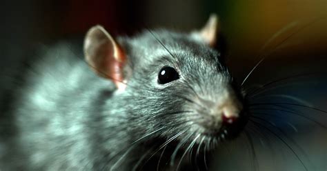 Rats Of The Future Could Be The Size Of Sheep Or Even Bigger