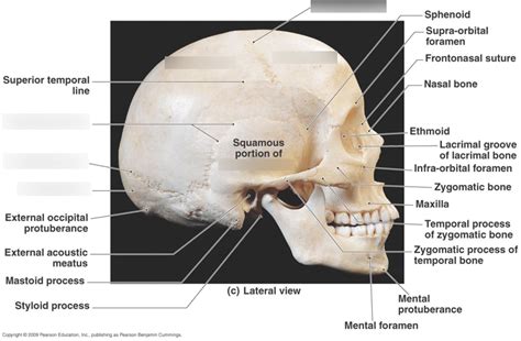 Sutures And Bones Of The Cranium Diagram Quizlet