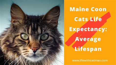 Maine Coon Cats Life Expectancy Average Lifespan Youtube