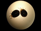 Seed Ticks | Seed ticks, Seeds, Microscopy