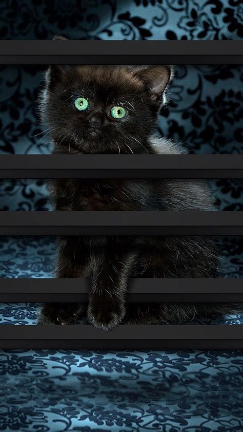 Tap And Get The Free App Shelves Cat Dark Catty Cute