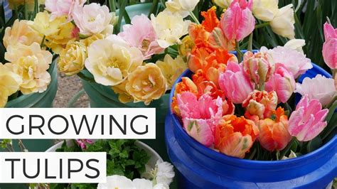 Planting Growing Tulip Bulbs Cut Flower Gardening For Beginners How