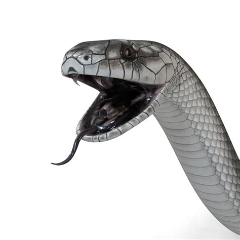 Black Mamba Snake PNG High-Quality Image | PNG Arts png image