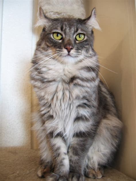 cat lucky american curl cat breed