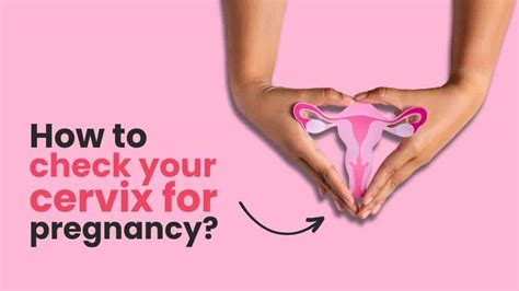 How To Check Your Cervix For Pregnancy Step By Step Guide