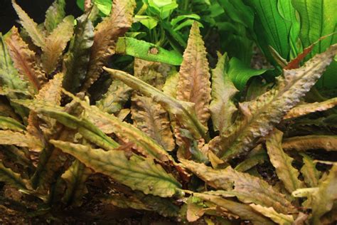 Crypt wendtii brown cryptocoryne wendtii brown is a common and popular plant, perfect for beginners. Мои растения: декабря 2010