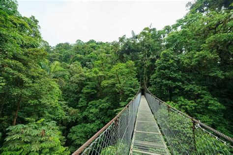 Hanging Suspension Bridge In Monteverde Cloud Forest Reserve Costa Rica