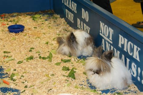 Don't Miss The Long Island Pet Expo From March 6 - March 8th - KDHamptons