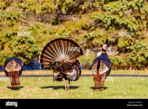 Three Male Wild Turkeys In Search Of A Female During The Spring
