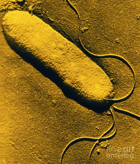 Tem Of Pseudomonas Syringae Bacterium Photograph By East Malling