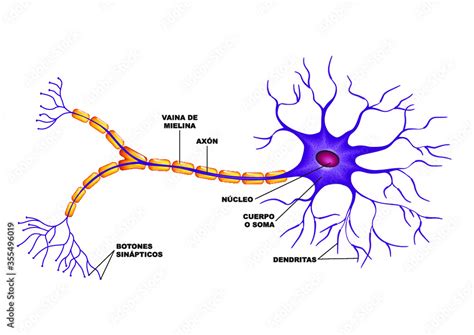 Partes De La Neurona En Cerebro Humano Stock ベクター Adobe Stock