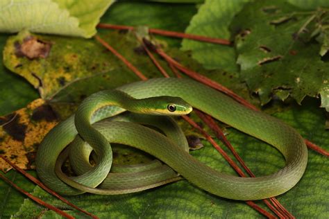 Rough Greensnake Florida Snake Id Guide