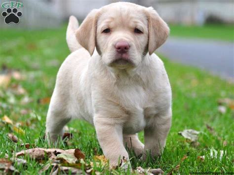 All puppies have their dew claws removed, wormed, and receive first. Honey, Yellow Lab puppy for sale in Gap, Pa | Perros