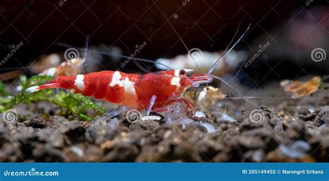 Red Wine Dwarf Shrimp Look For Food On Aquatic Soil With Other Aquarium