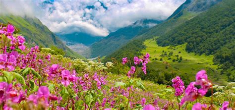 Valley Of Flowers Trek Hemkund Sahib Trekking In Uttarakhand