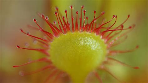 Wallpaper Drosera Rotundifolia Sundew Plant Blur Macro Hd Picture