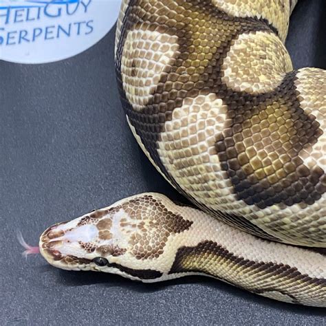 Pastel Fire Scaleless Head Ball Python By Heliguy Serpents Morphmarket