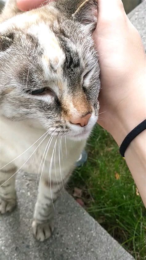 Found This Beautiful And Very Opinionated Cat On My Walk Home From