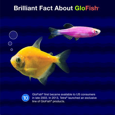 Glofish Facts Glofish Glow Fish Tetra Fish