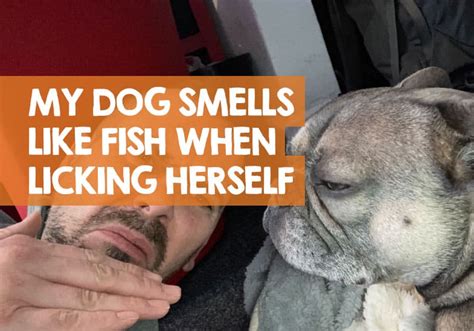 Why Does My Dog Smell Fishy Stom