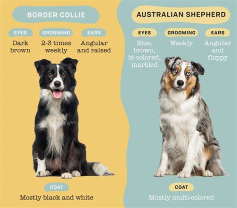 Toy Australian Shepherd Size Comparison