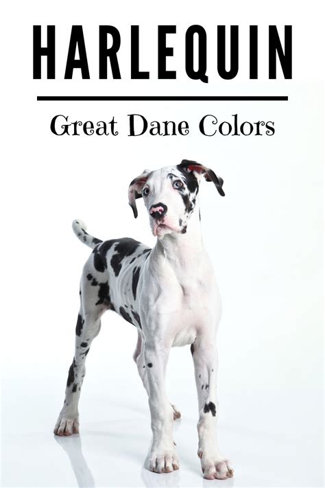 The best dog food for great danes. Great Dane Puppy Food Requirements - Animal Friends