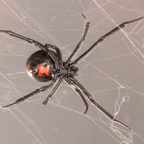 How To Get Rid Of Black Widows How To Guide