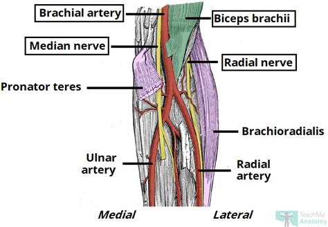 Right Upper Limb Cubital Fossa And Forearm Superficial Ulnar Artery Images And Photos Finder