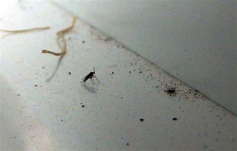 Pests Bugs And Viruses Thcfarmer Cannabis Cultivation