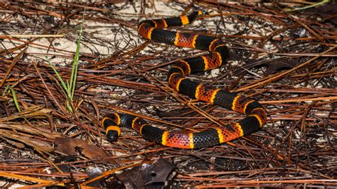 Snakes don't smell with their noses like humans. Eastern Coral Snake | Florida Hikes!