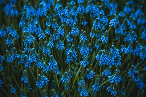 Blue Hyacinth Field Spring Wallpapers Wallpaper Cave
