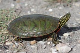 Painted Turtle (Chrysemys picta) - Amphibians and Reptiles of South Dakota