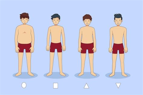 Free Vector Cartoon Types Of Male Body Shapes