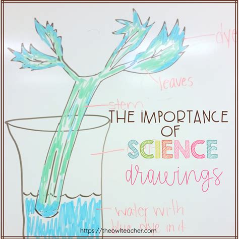 The Importance Of Science Drawings The Owl Teacher By Tammy Deshaw