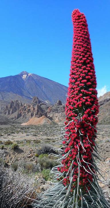 Gerardo bolaños gonzález 6 abril, 10:29 pm. 10 Rutas por el Parque Nacional del Teide | Isla de ...