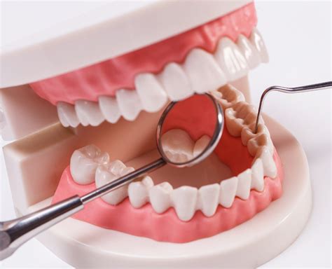 Mengenal Anatomi Gigi Jenis Jenis Gigi Dan Fungsi Tiap Bagiannya My