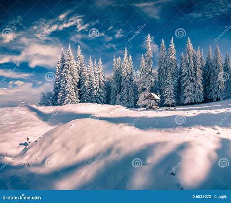 Sunny Winter Scene In The Mountain Forest Stock Image Image Of