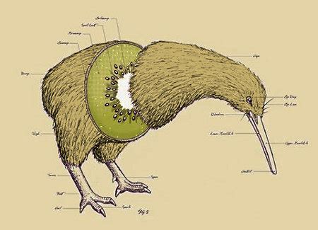 Learn vocabulary, terms and more with flashcards, games and other study tools. The Kiwi