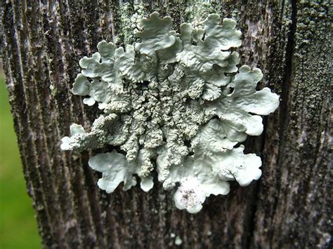 Images Moss Fungi Lichen On Trees Moss Removal Enviro Green