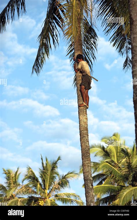 Page Coconut Tree Climbing High Resolution Stock Photography And