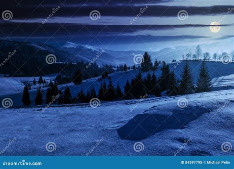 Spruce Forest On Snowy Meadow In High Mountains At Night Stock Image