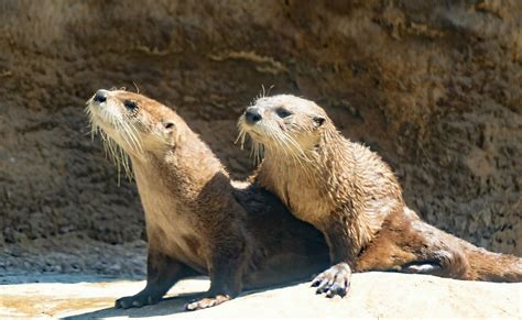 Virginia Aquariums South Building Opens To City Of Virginia Beach