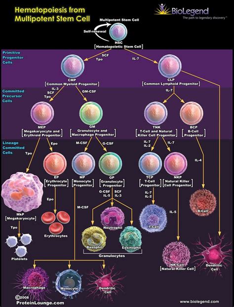 Hematopoietic Stem Cells Ppt