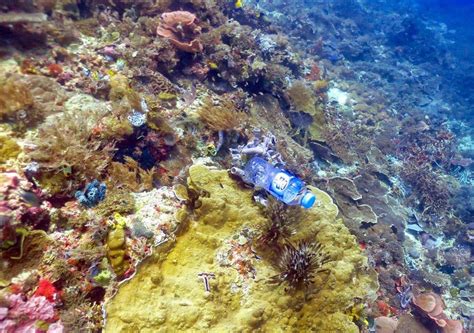 Plastic Pollution Affects Sea Life Throughout The Ocean