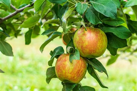 The honeycrisp apple tree produces fruit that has beautiful red skin over a yellow background. A Guide to Honeycrisp Apple Trees - This Old House
