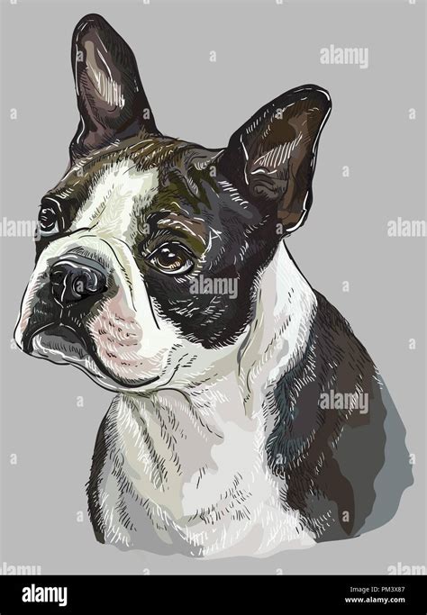 Boston Terrier Vector Hand Drawing Illustration In Different Color On