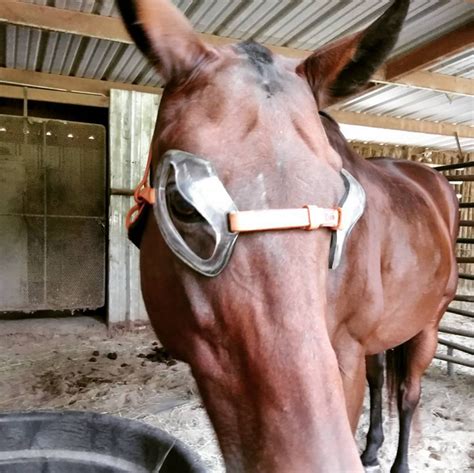 Product Review Foxpro Equine Eye Protection Horse Nation